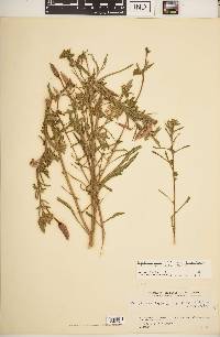 Oenothera elata image