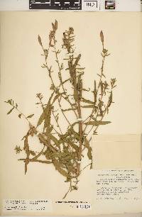 Oenothera elata image