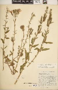 Oenothera elata subsp. hirsutissima image