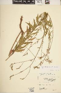 Oenothera filiformis image