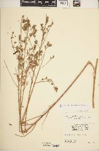 Oenothera filiformis image