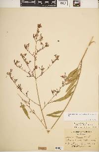 Oenothera filiformis image