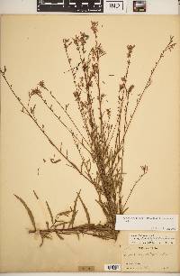 Oenothera filiformis image