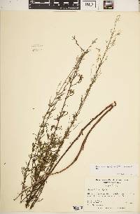 Oenothera filipes image