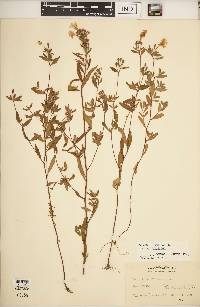 Oenothera fruticosa subsp. fruticosa image