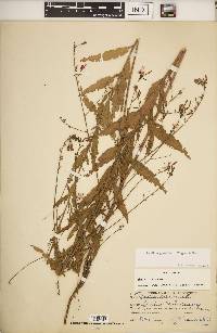 Oenothera gaura image