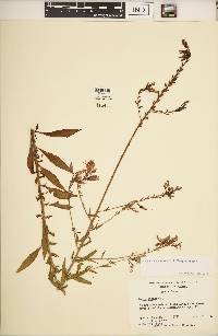 Oenothera gaura image