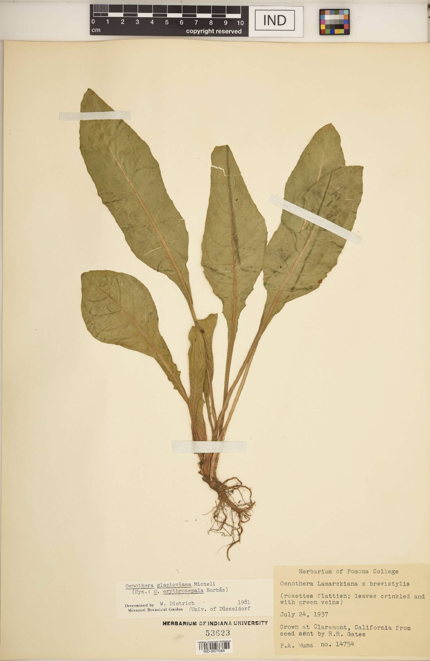 Oenothera glazioviana image