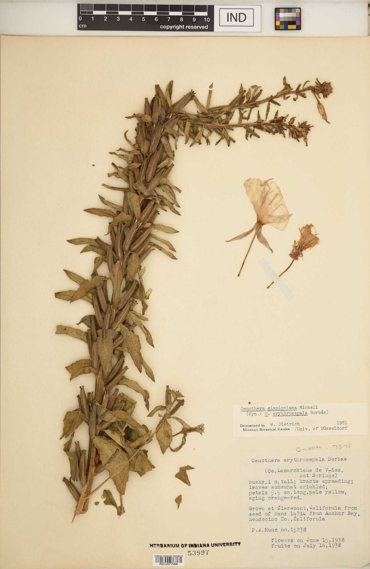 Oenothera glazioviana image