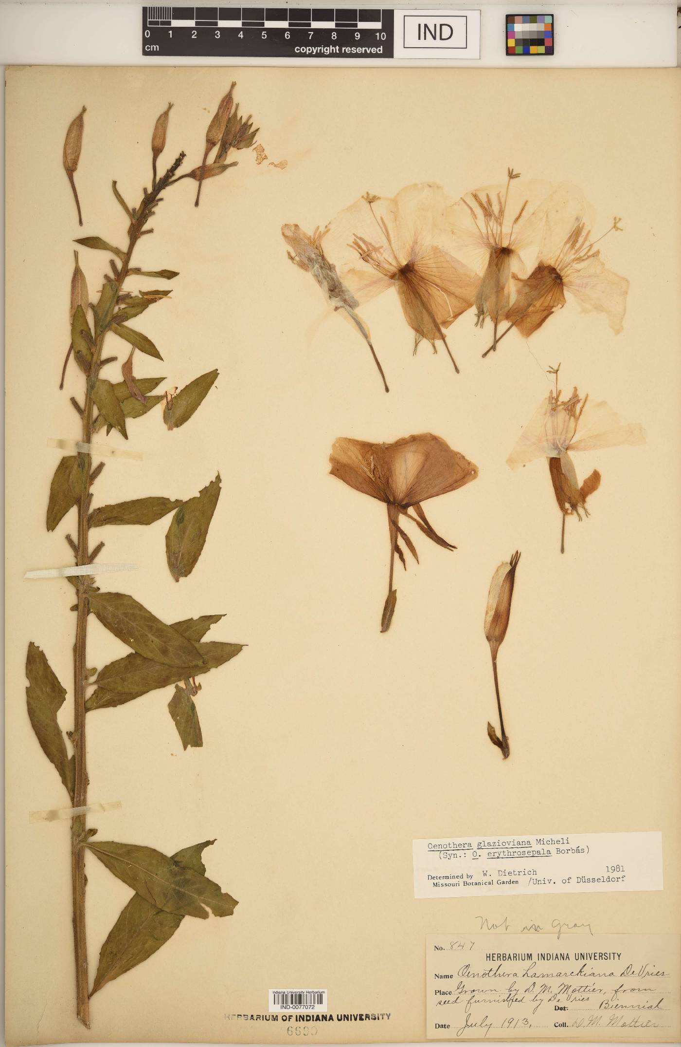 Oenothera glazioviana image