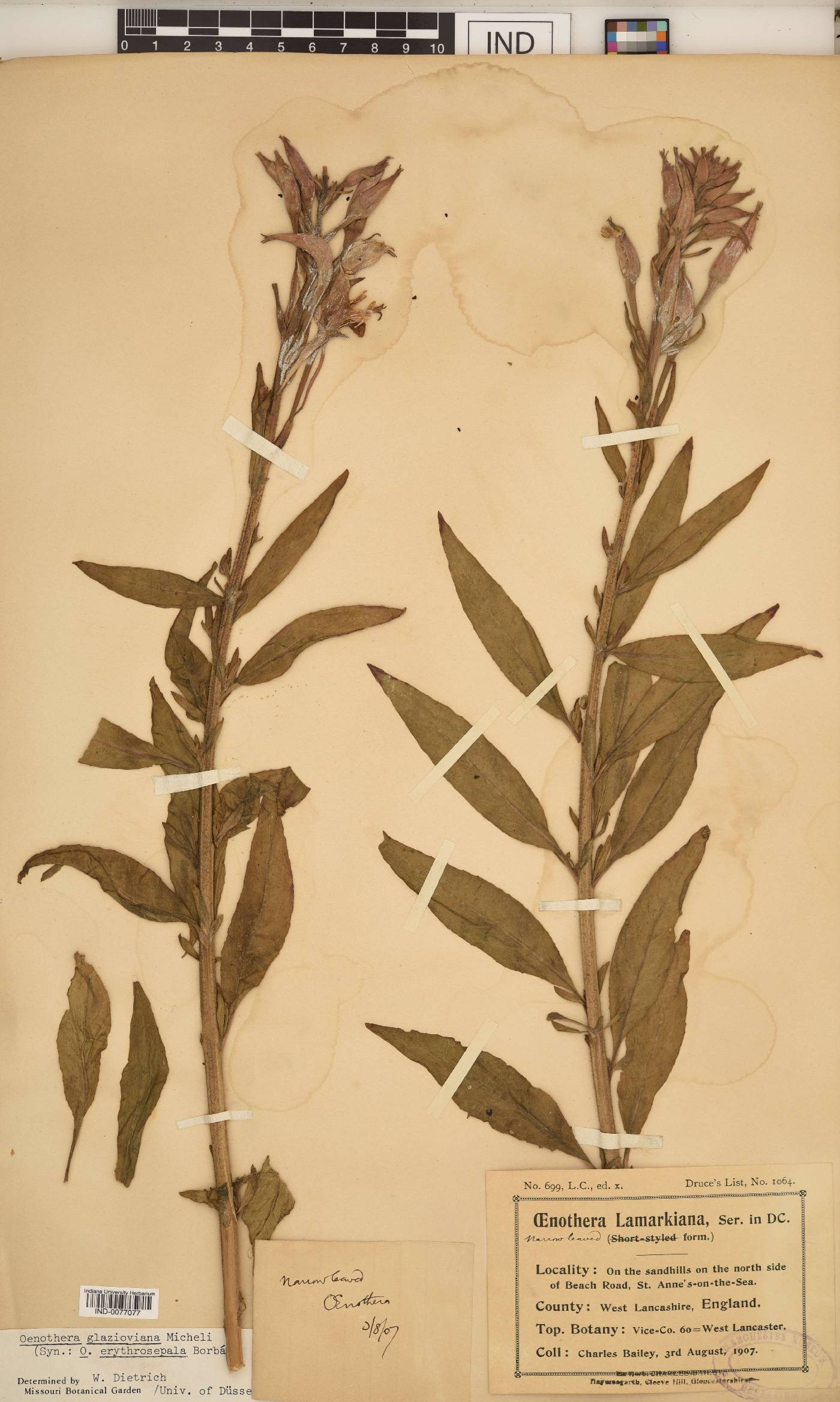 Oenothera glazioviana image