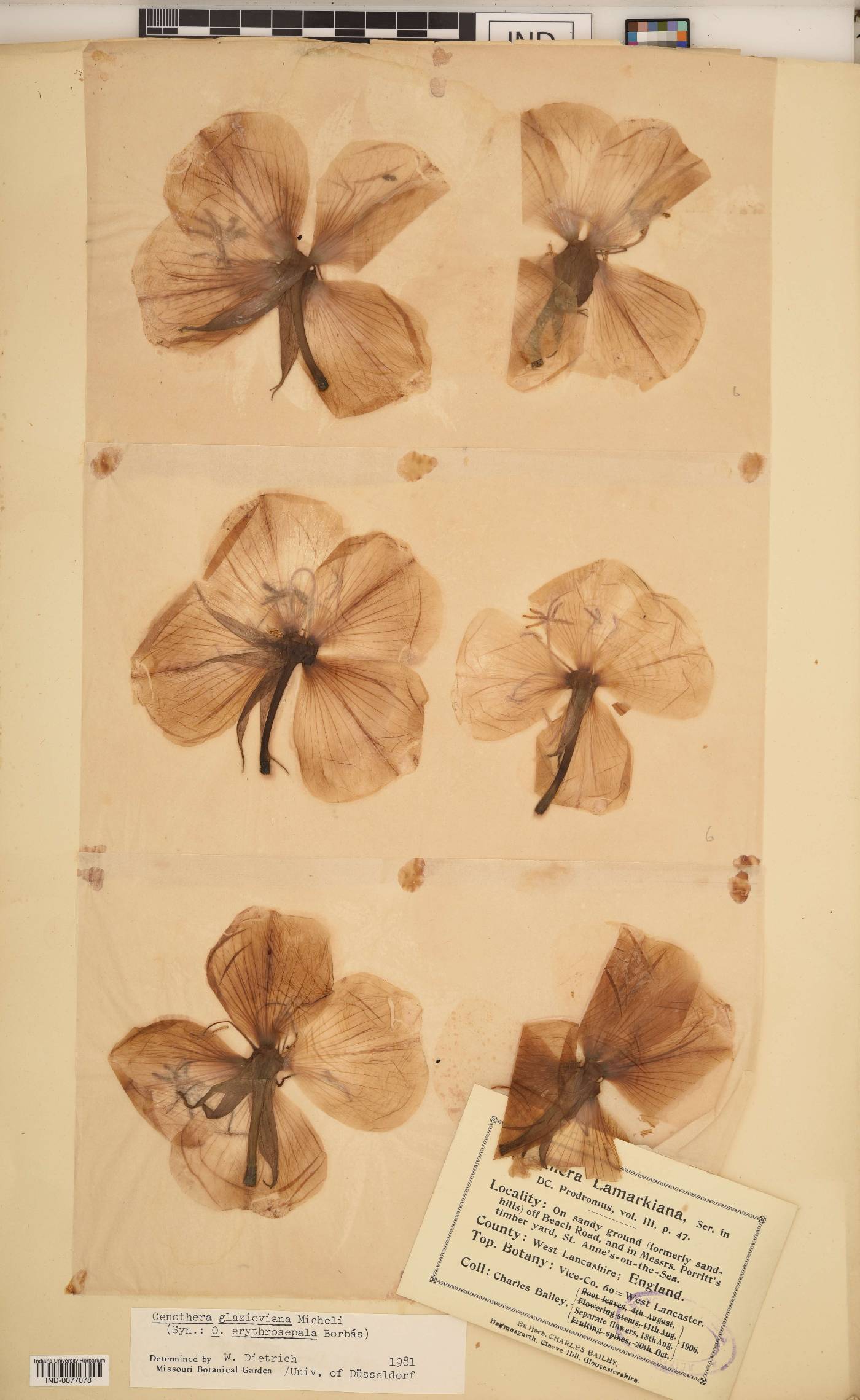 Oenothera glazioviana image