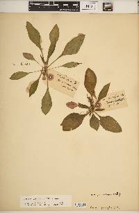 Oenothera grandiflora image