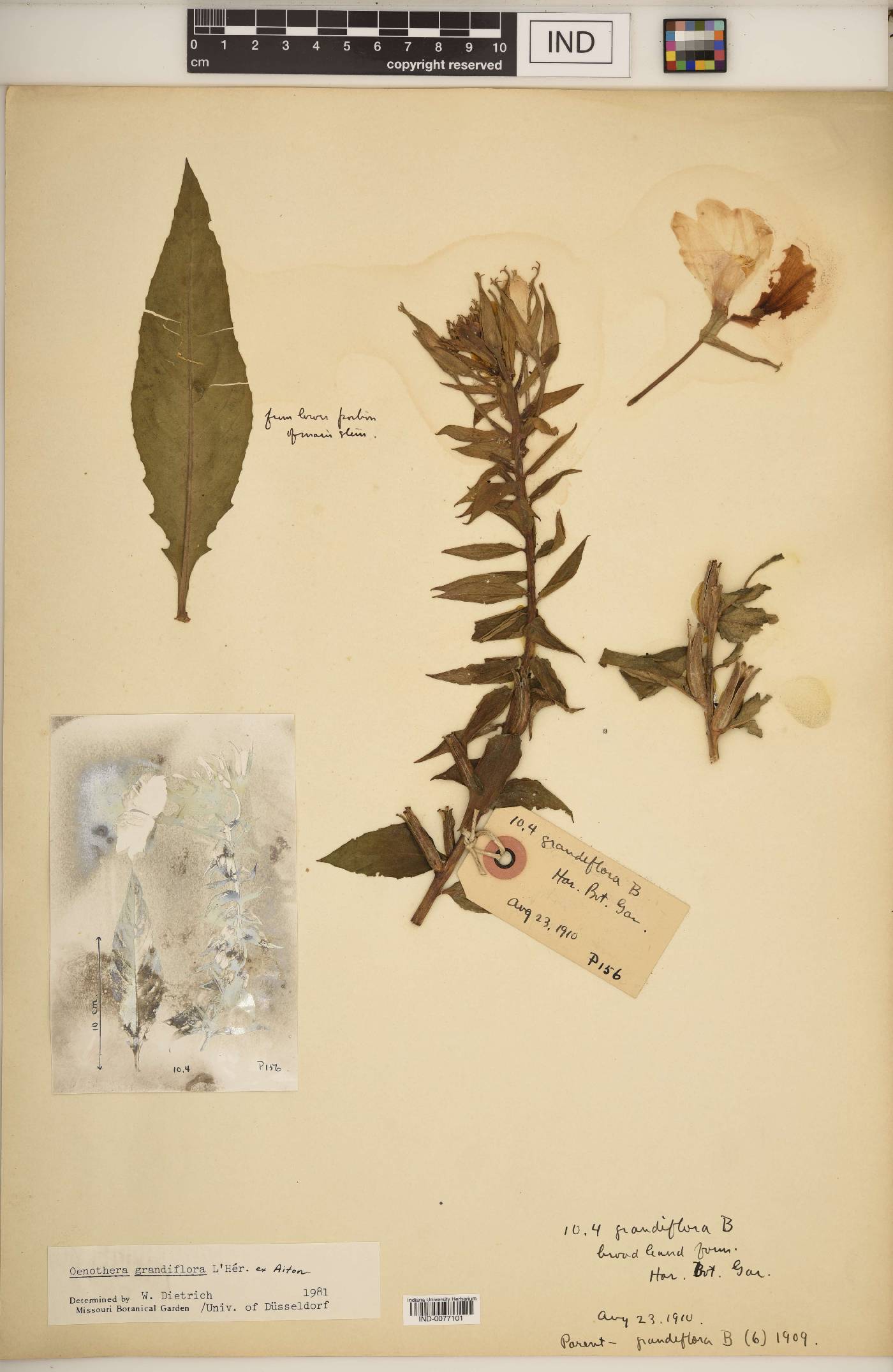 Oenothera grandiflora image