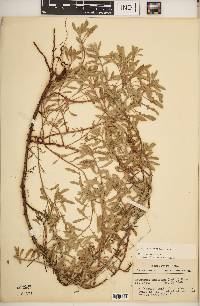 Oenothera humifusa image