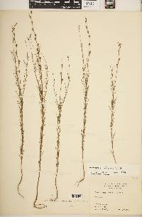 Oenothera linifolia image