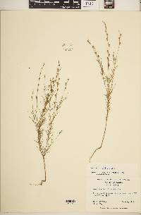 Oenothera linifolia image