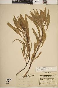 Oenothera macrocarpa image