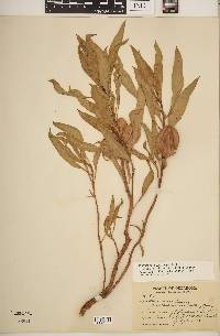 Oenothera macrocarpa subsp. oklahomensis image