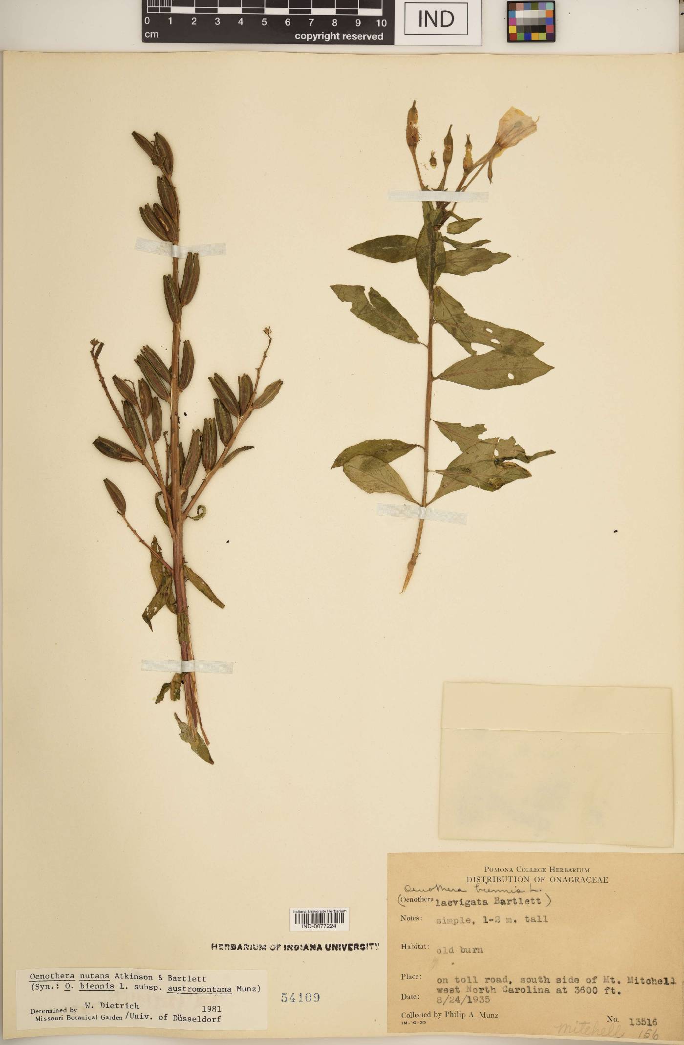 Oenothera nutans image