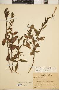 Oenothera nutans image