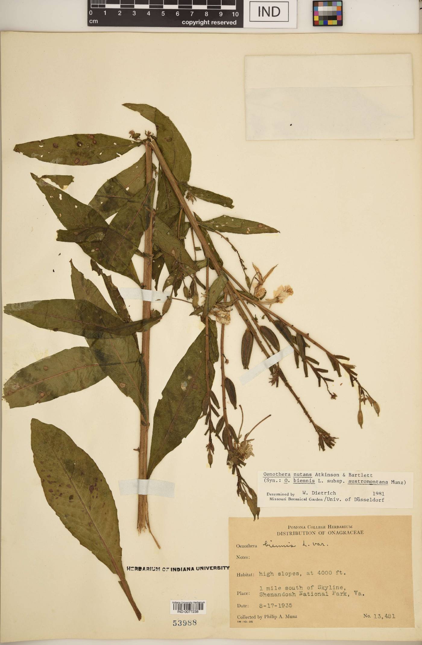 Oenothera nutans image