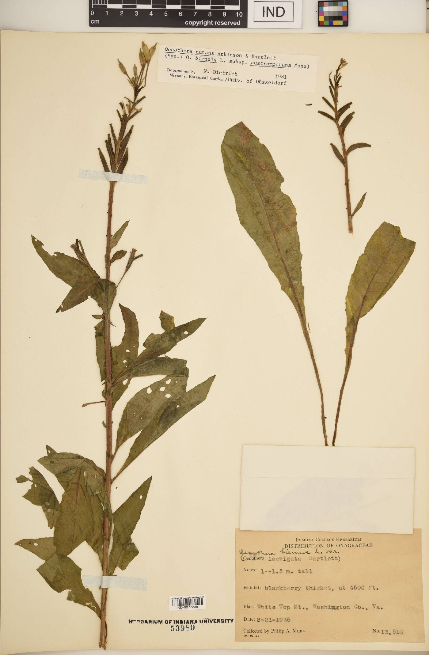 Oenothera nutans image