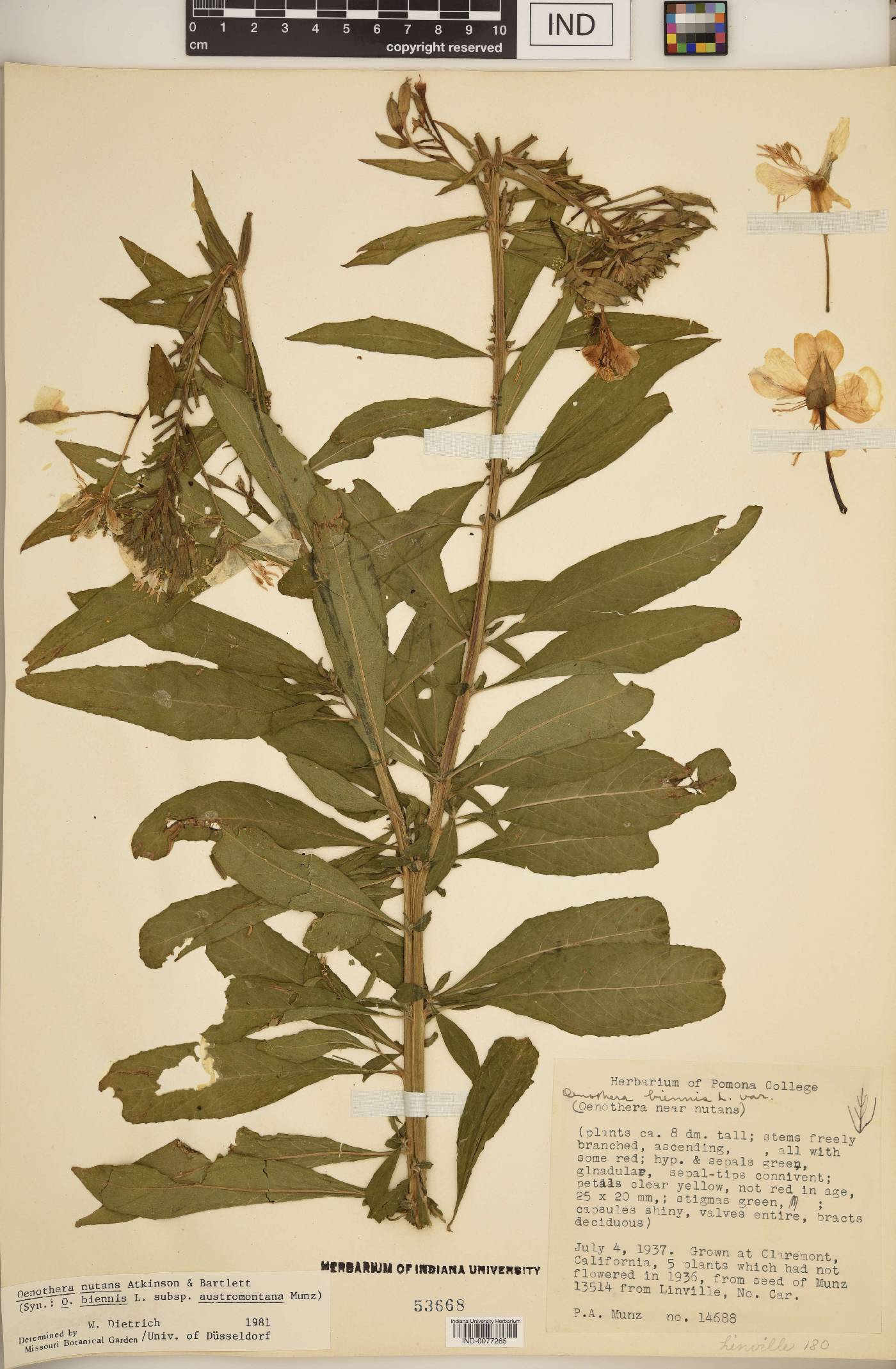 Oenothera nutans image