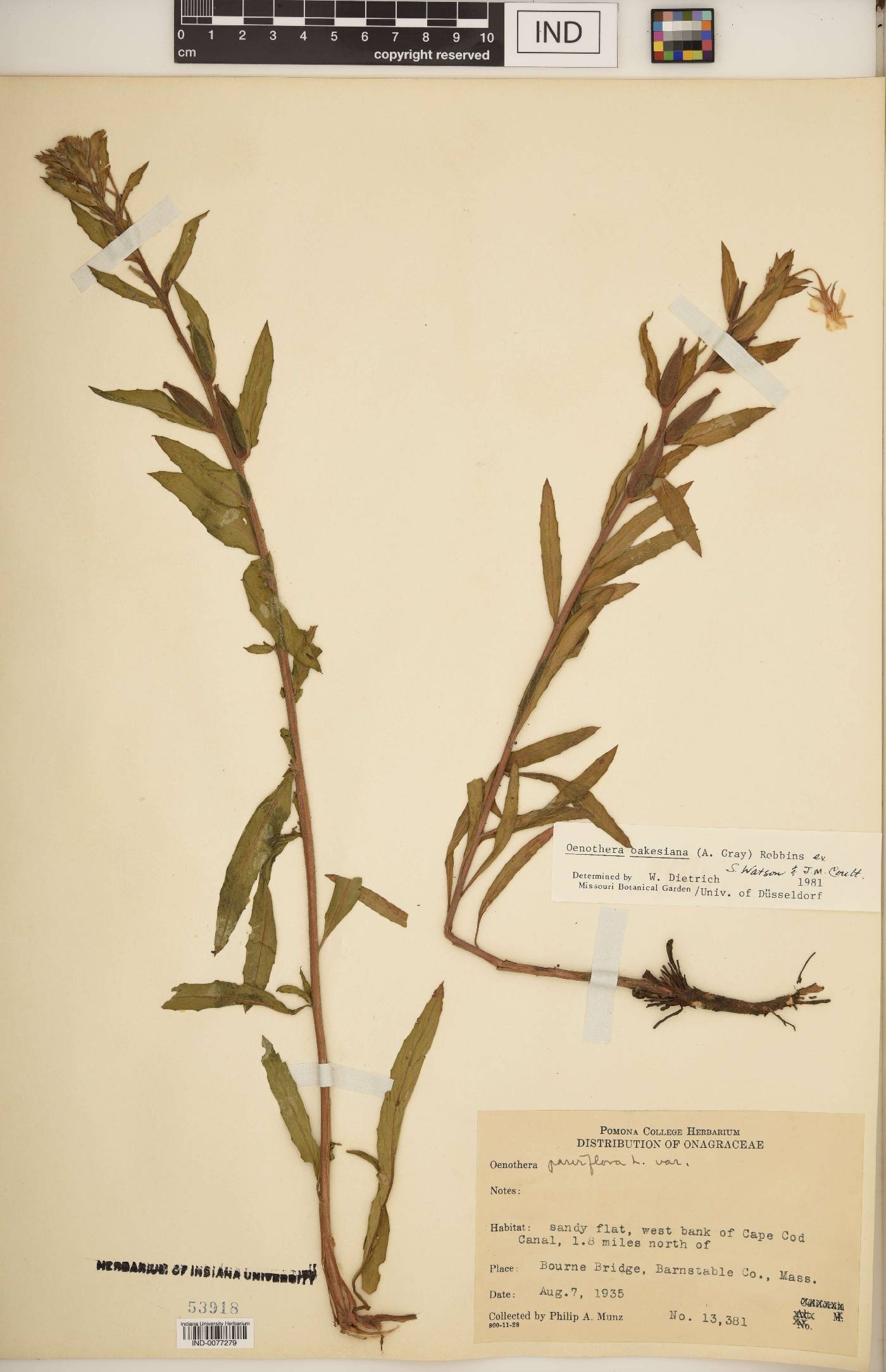 Oenothera oakesiana image