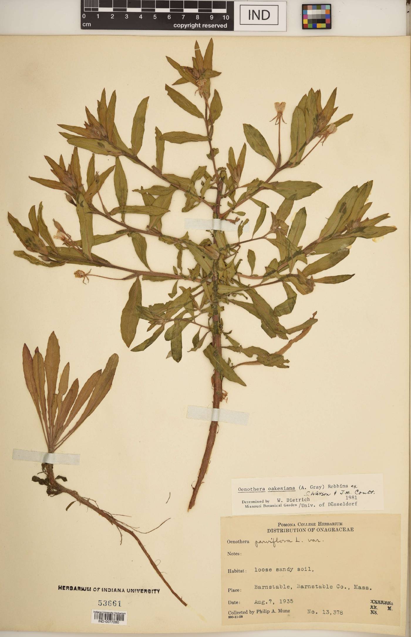 Oenothera oakesiana image