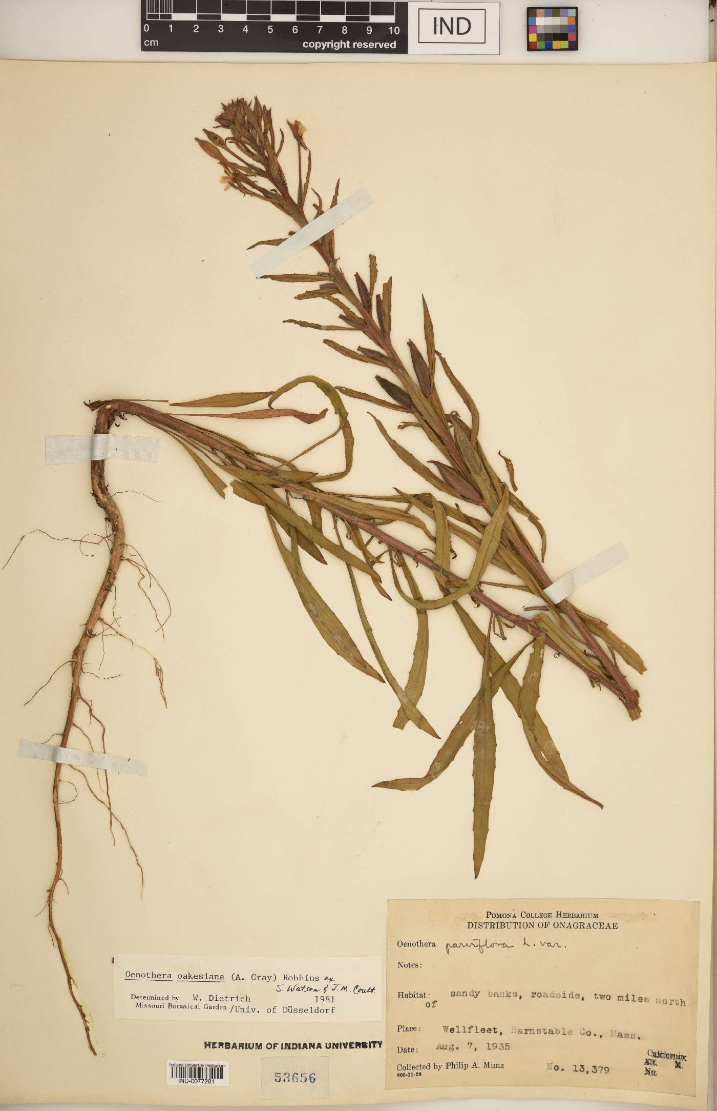 Oenothera oakesiana image