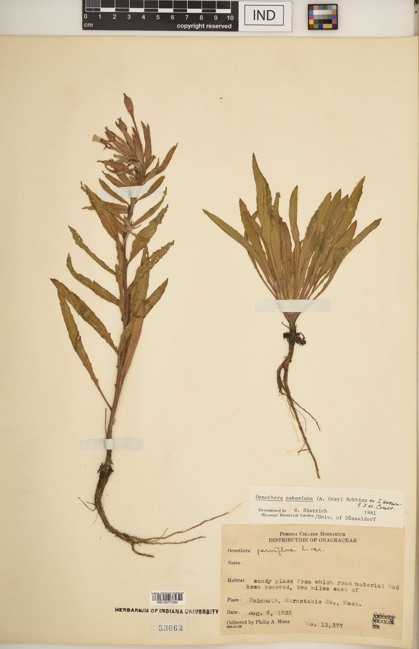 Oenothera oakesiana image