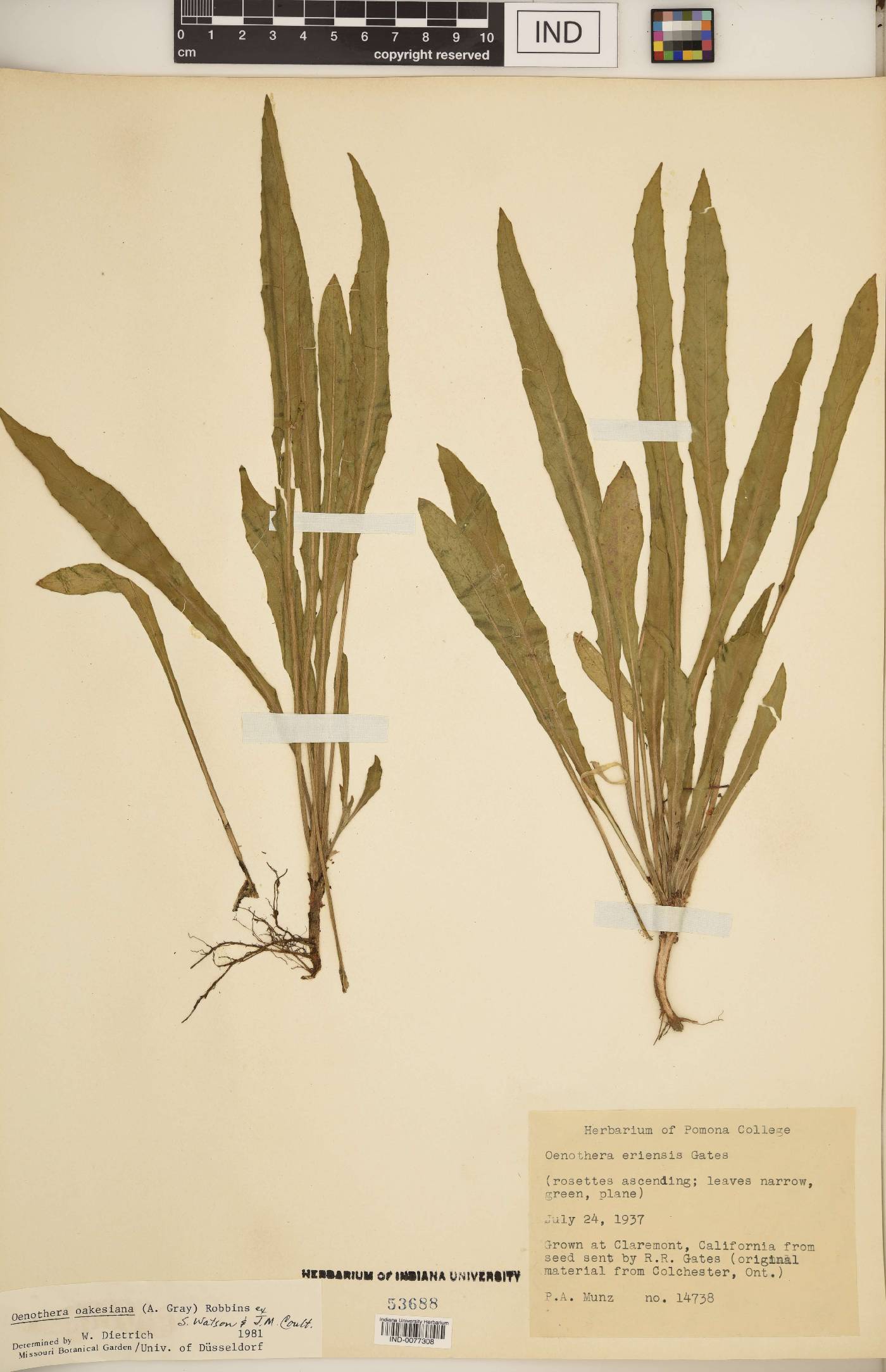 Oenothera oakesiana image