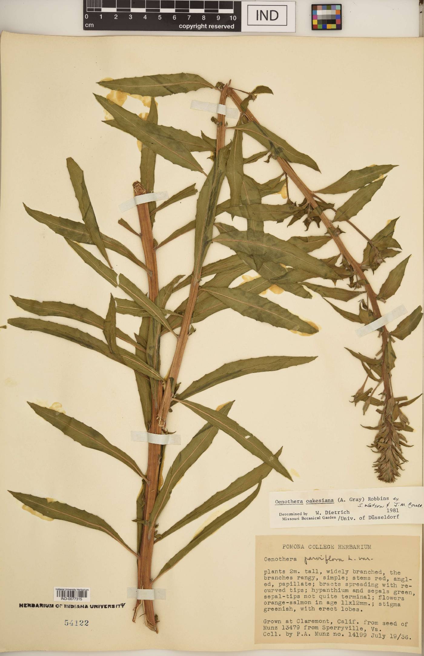 Oenothera oakesiana image