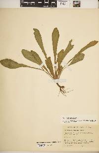 Oenothera parviflora image