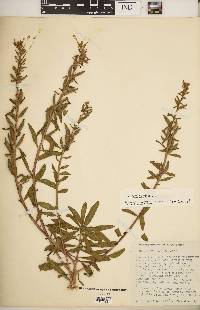 Oenothera parviflora image