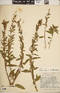 Oenothera parviflora image