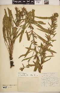 Oenothera parviflora image