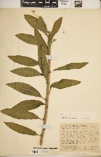 Oenothera parviflora image