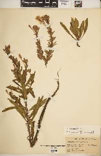 Oenothera parviflora image