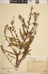 Oenothera parviflora image