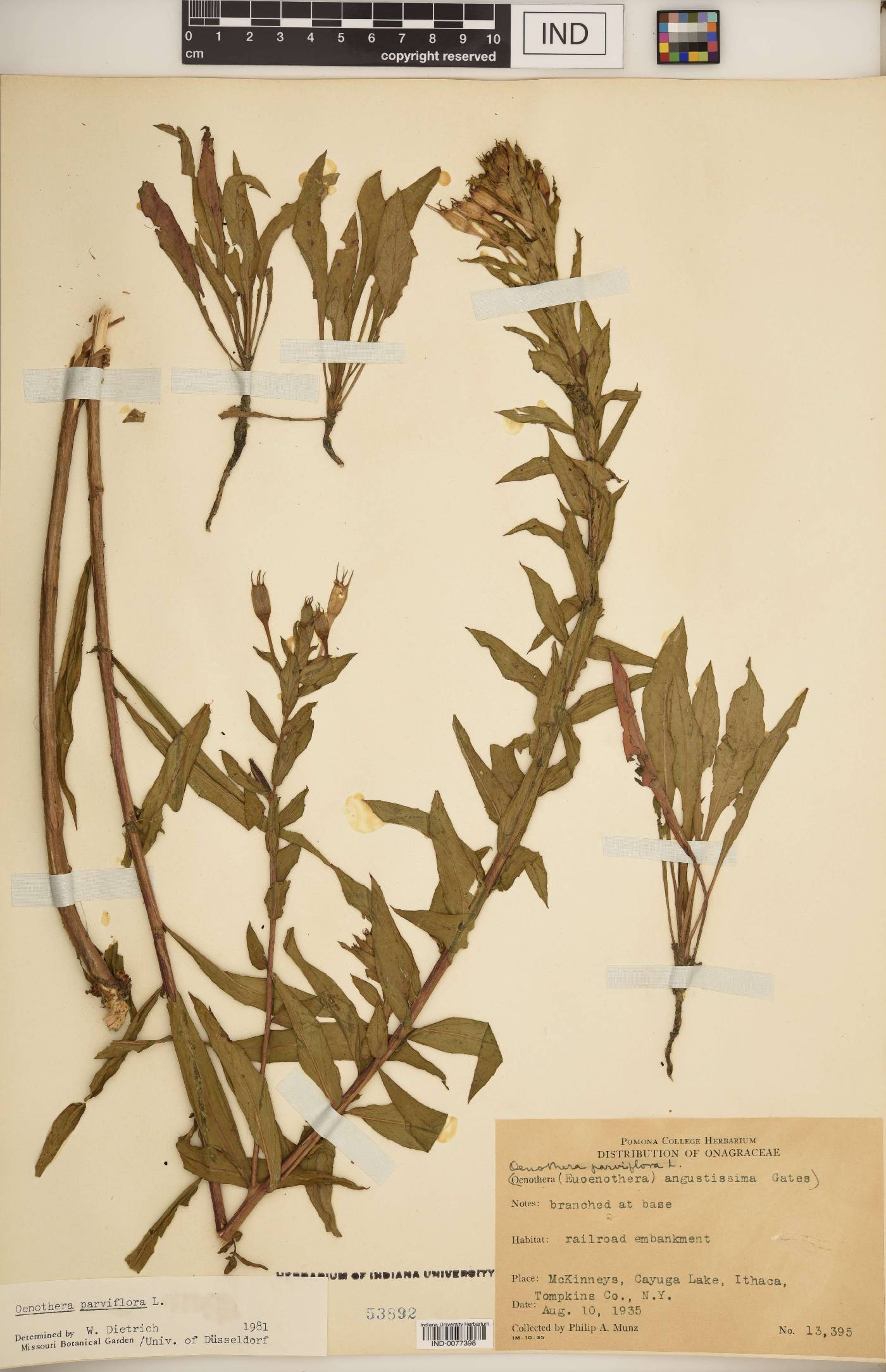 Oenothera parviflora image