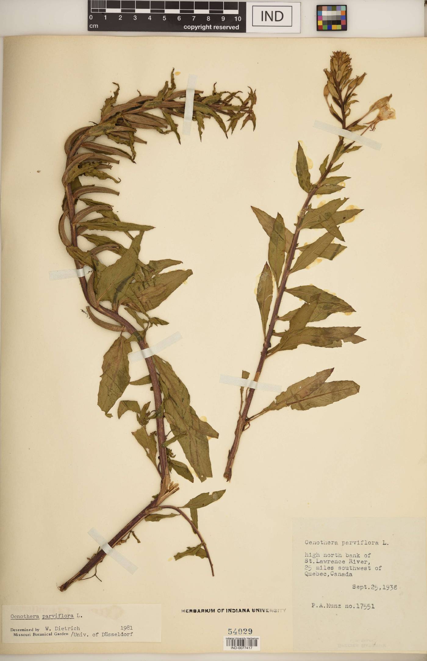 Oenothera parviflora image