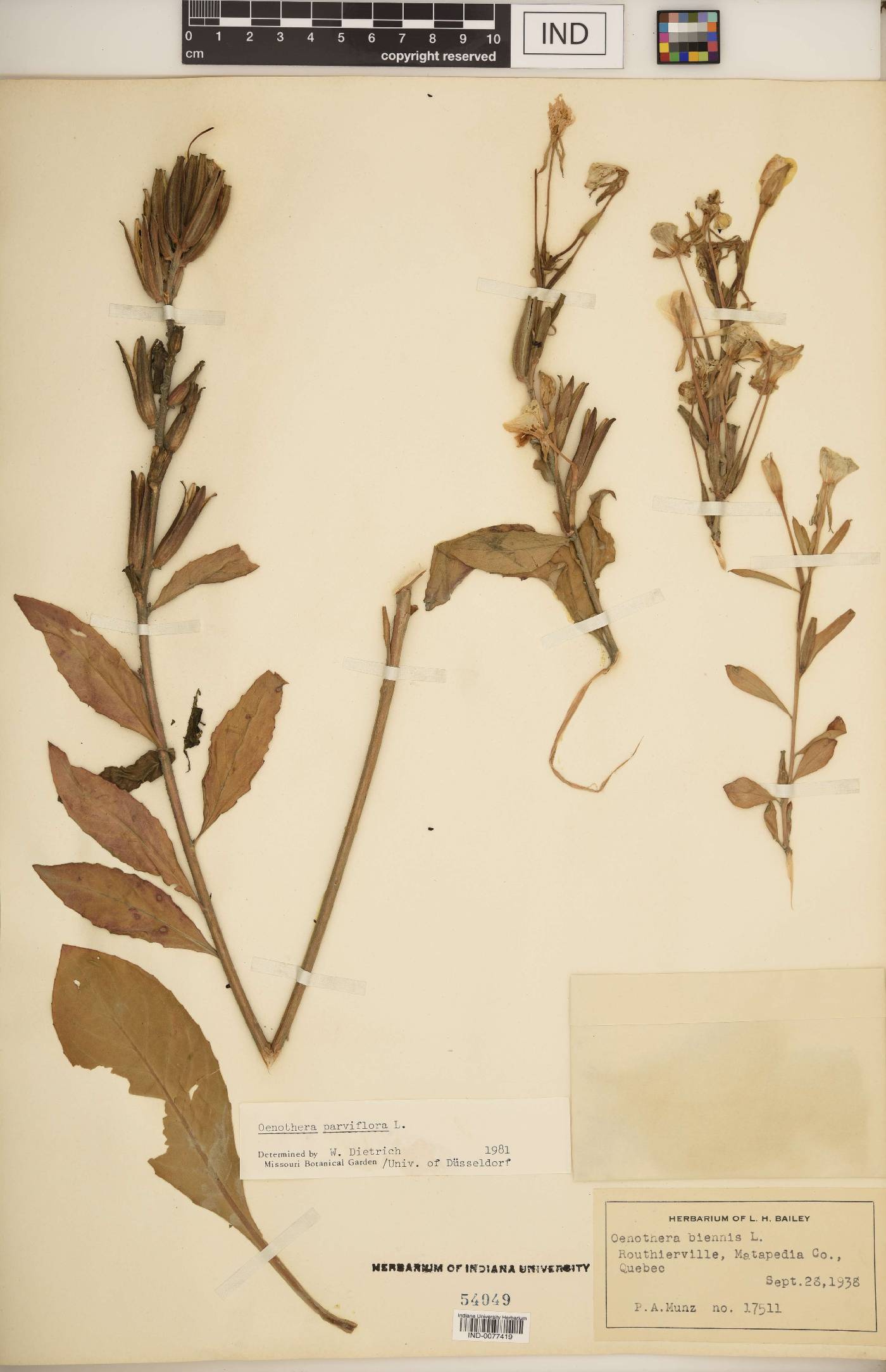 Oenothera parviflora image