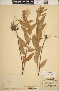 Oenothera pilosella subsp. pilosella image