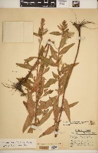 Oenothera pilosella subsp. pilosella image