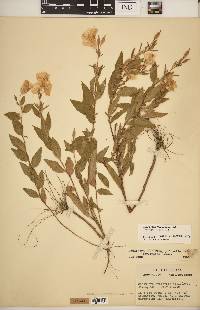 Oenothera pilosella subsp. pilosella image