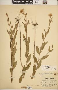 Oenothera pilosella subsp. pilosella image