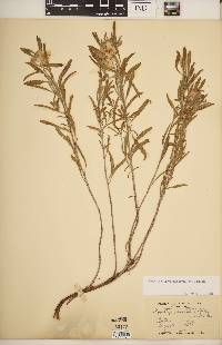 Oenothera serrulata image