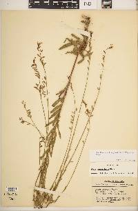 Oenothera simulans image